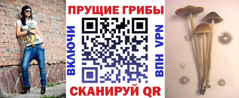 ОМГ ОМГ зеркало как найти Сим Галлюциногенные грибы Psilocybine cubensis